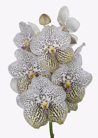 Vanda sunanda purple confetti