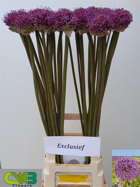 Allium dark knight