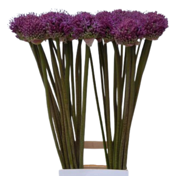 Allium dark knight