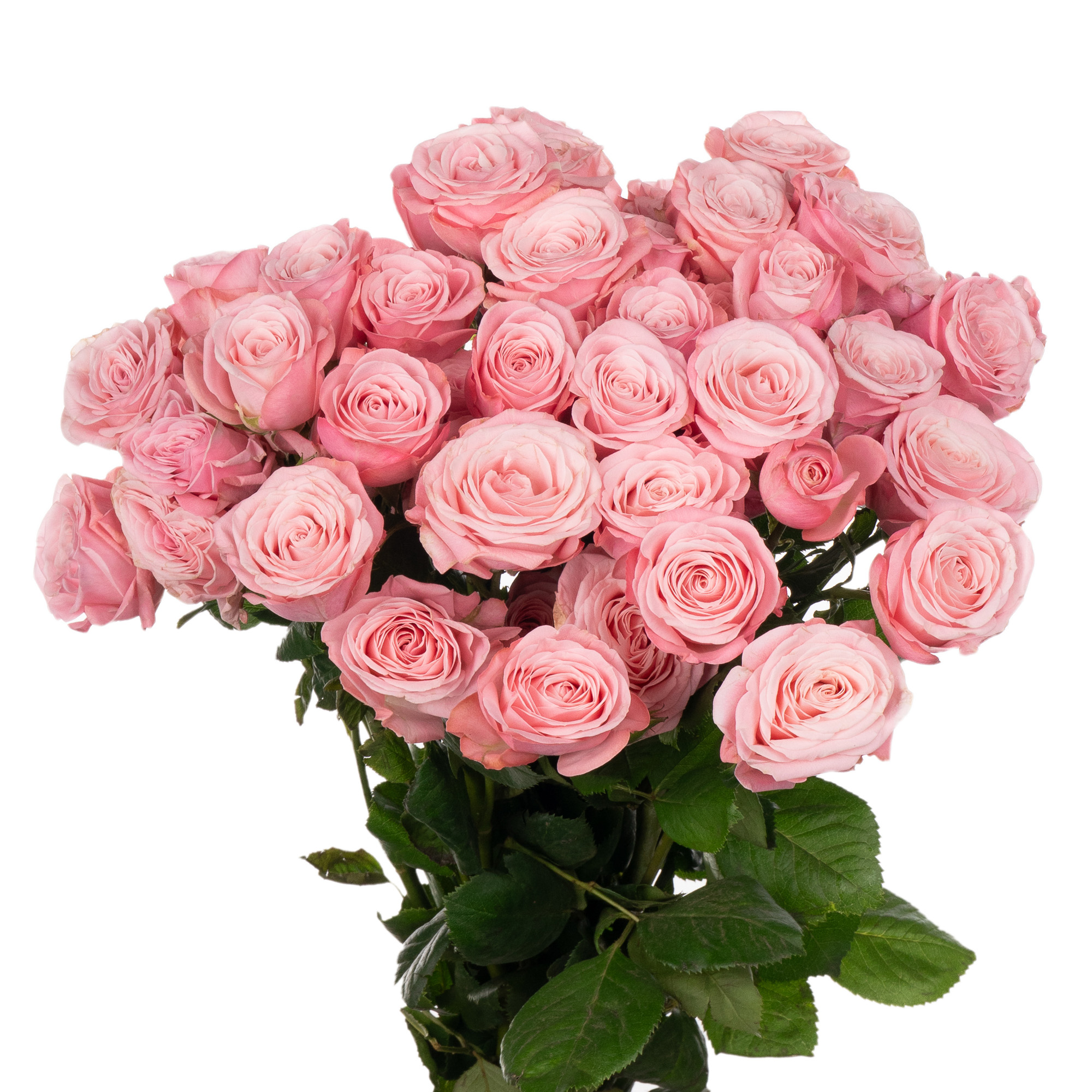 Rose spray birds nest