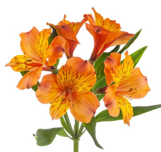 Alstroemeria perfection jaffa | Wholesale flowers, plants and supplies Alstroemeria perfection jaffa