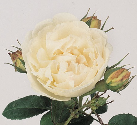 Роза куст патиенс