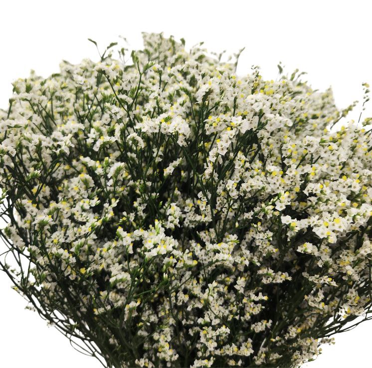 Limonium white