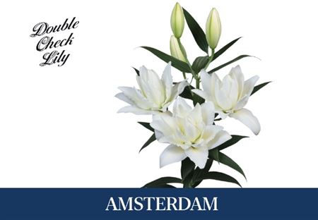 Lilium oriental double amsterdam