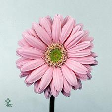 Гербера мини вивиан