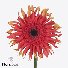 Gerbera gerpasta foxy