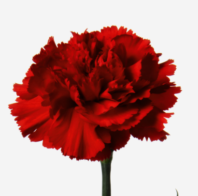 Carnation hong fu