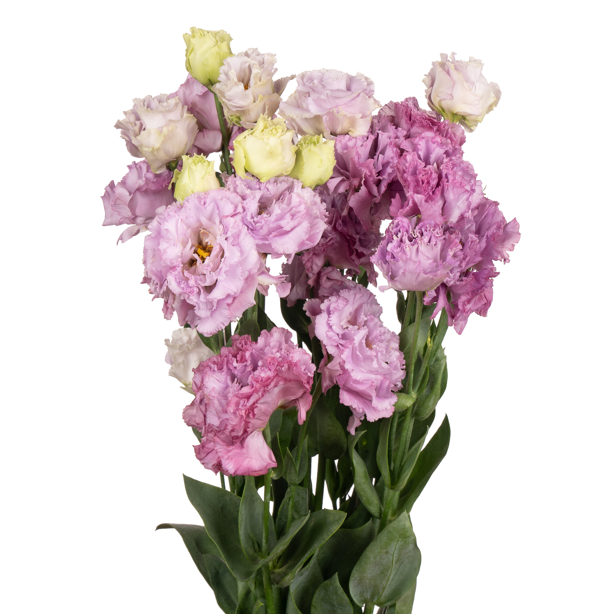 Eustoma wave purple