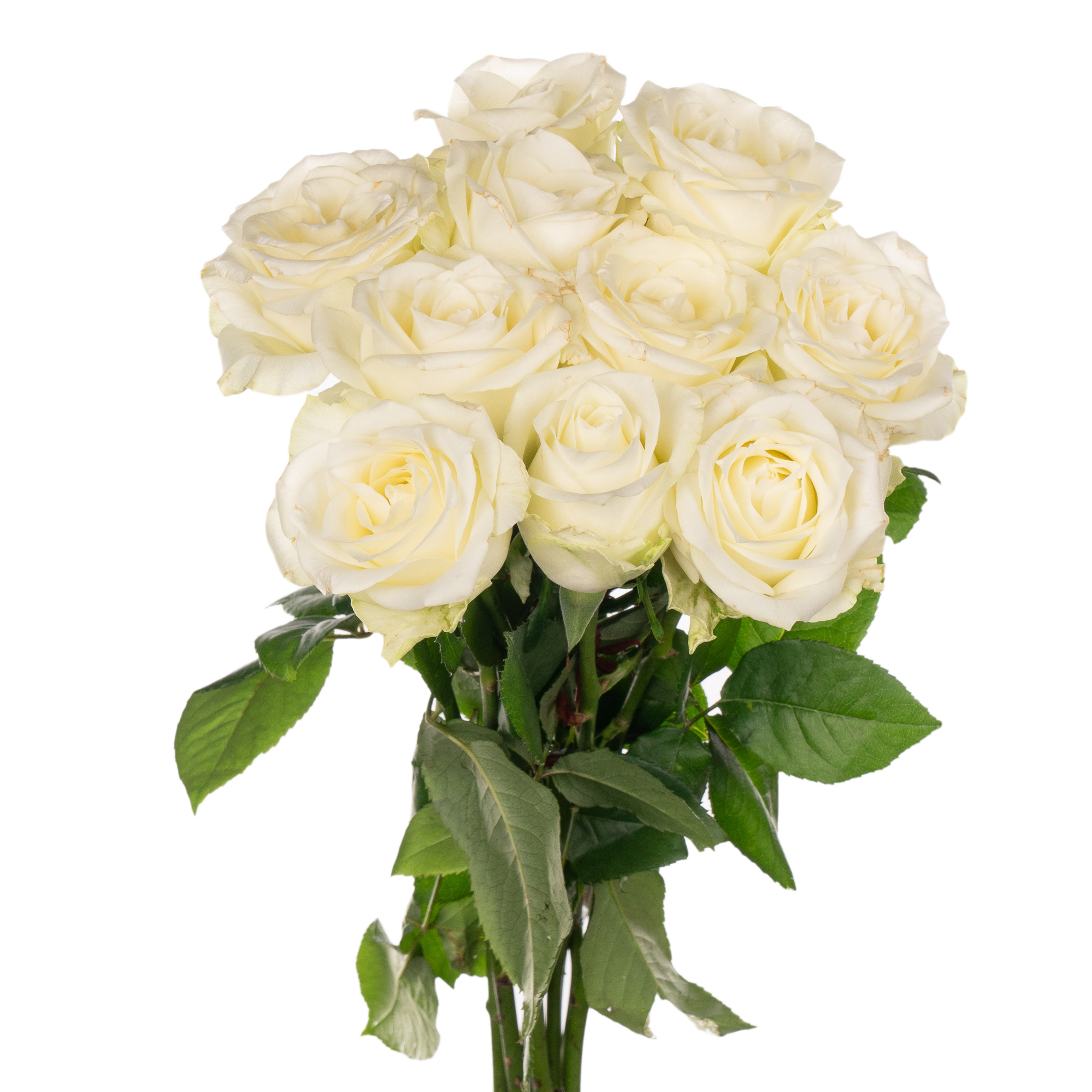 Rose monte royal