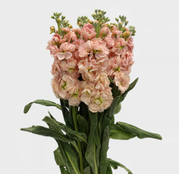 Matthiola champagne