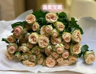 Rose spray gentle treasure