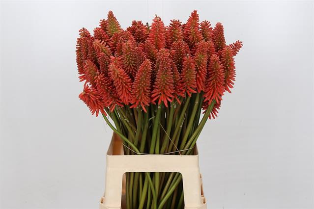 Книфофия айкон ред