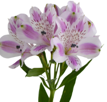 Альстромерия богемиан в Москве