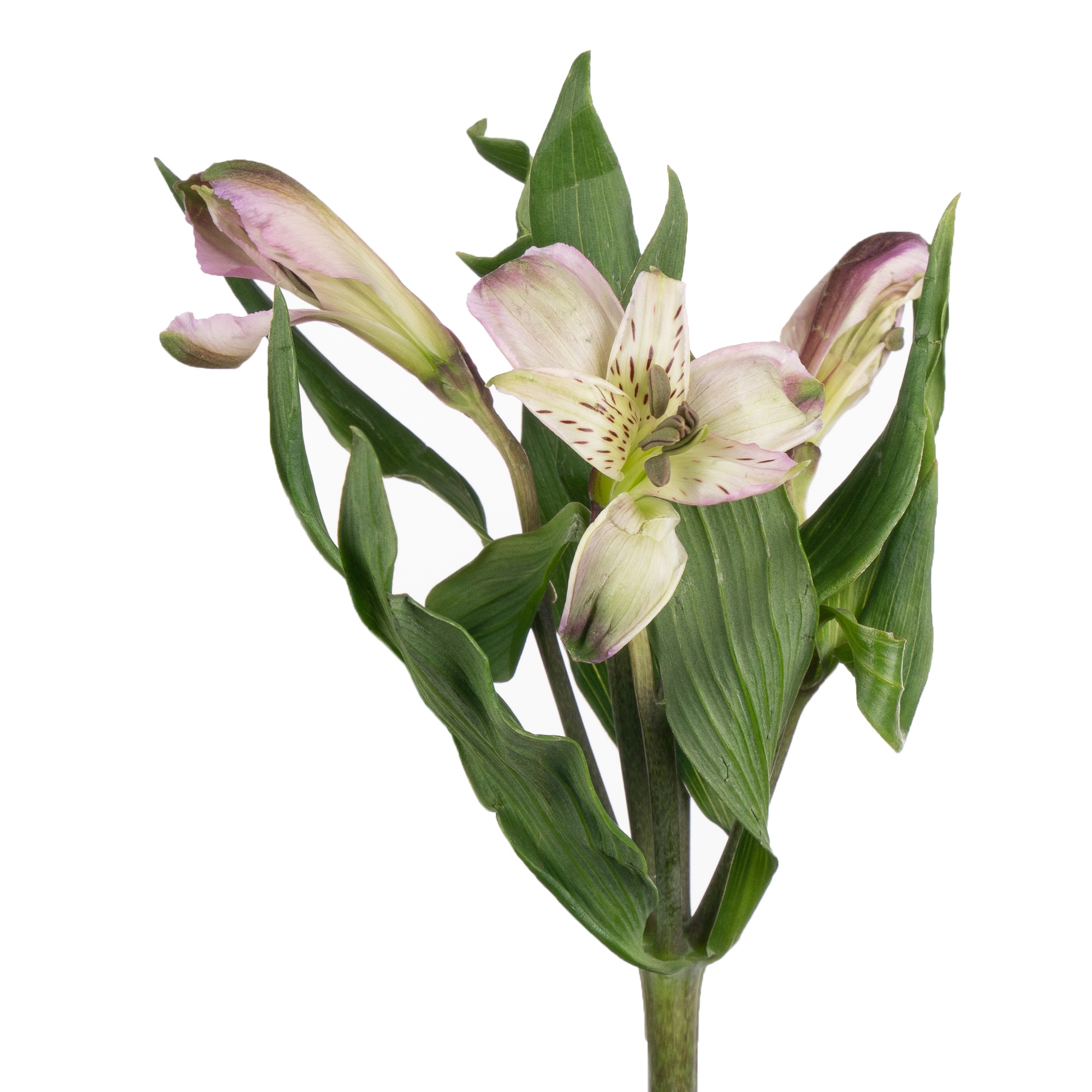 Альстромерия гелакси