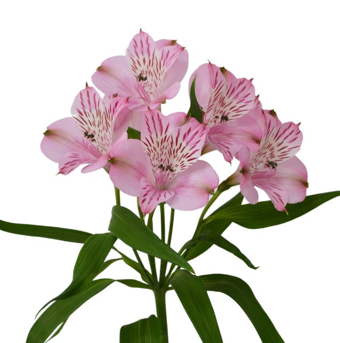 Альстромерия памела