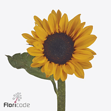 Гелиантус сунова