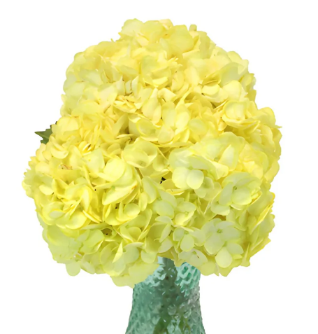 Hydrangea premium tinted yellow | Wholesale flowers, plants and supplies Hydrangea premium tinted yellow