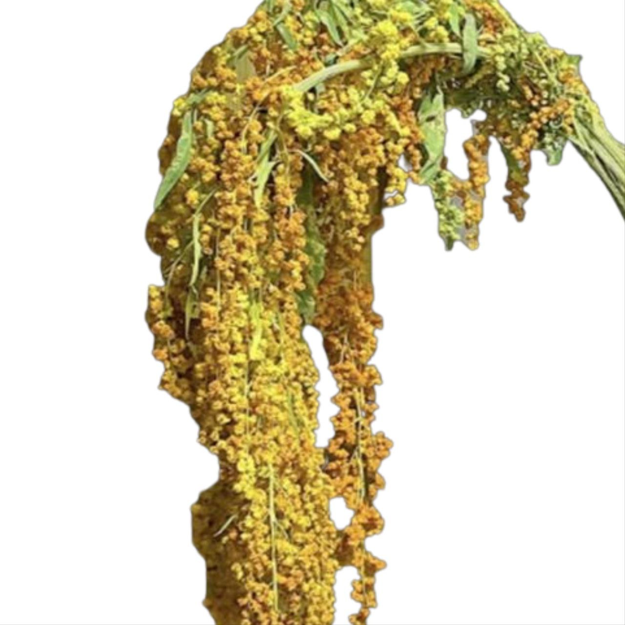 Amaranthus yellow