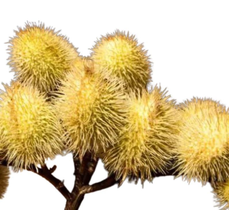 Achiote yellow