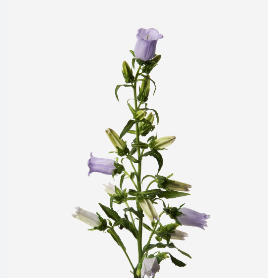 Campanula purple