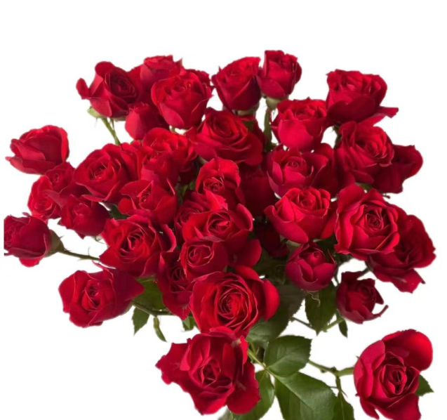 Роза куст неон баблс