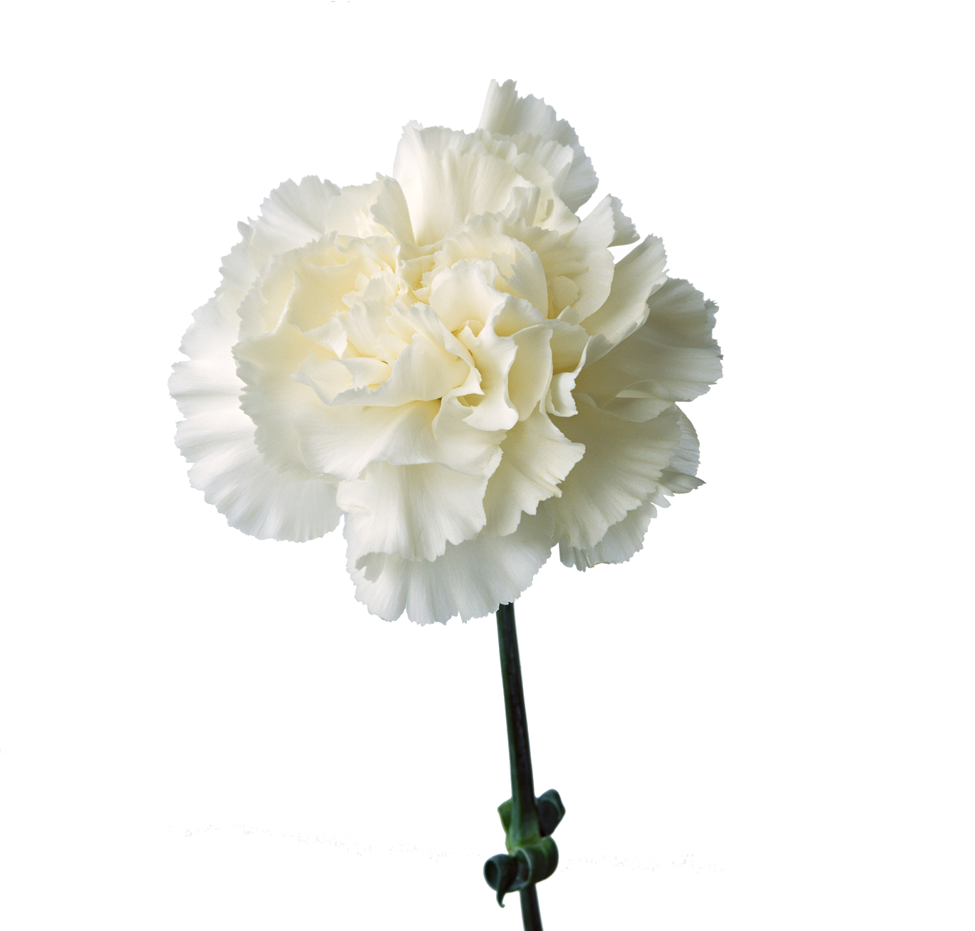 Гвоздика сноу шэдоу