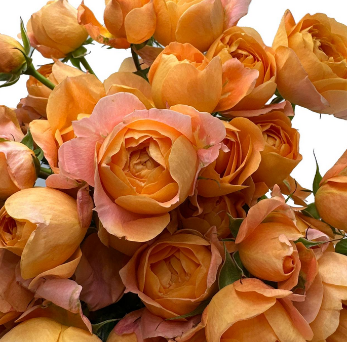 Роза куст джус бэлкони в Москве