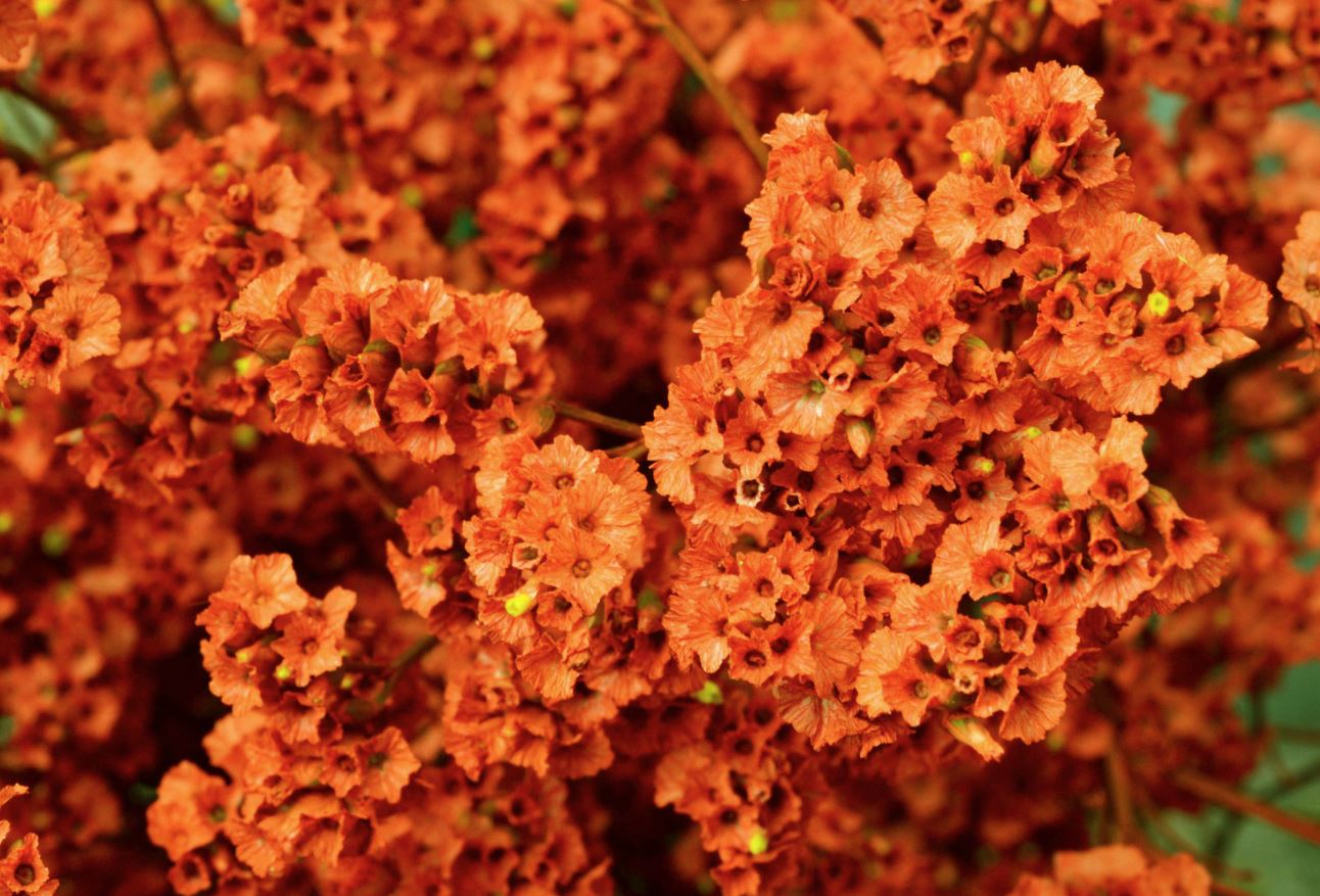 Limonium orange