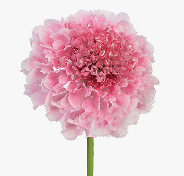 Скабиоза светло-розовая