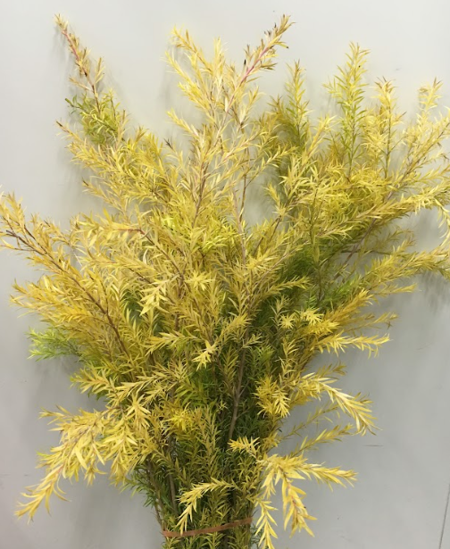 Melaleuca gold | Wholesale flowers, plants and supplies Melaleuca gold