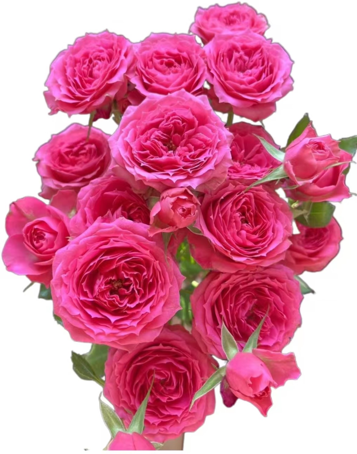 Роза тр софи бейби