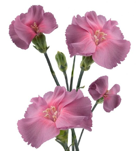 Carnation spray solomio mistery fly