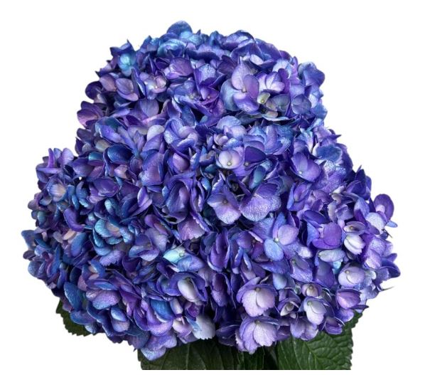 Hydrangea premium lavender breeze