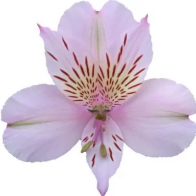 Alstroemeria fancy napoleon