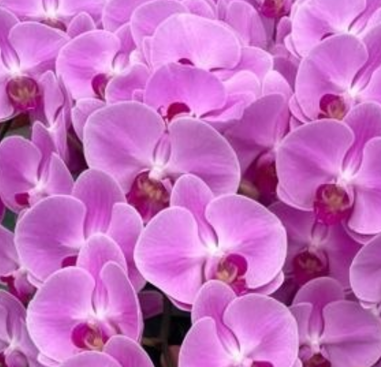 Phalaenopsis pink treasure