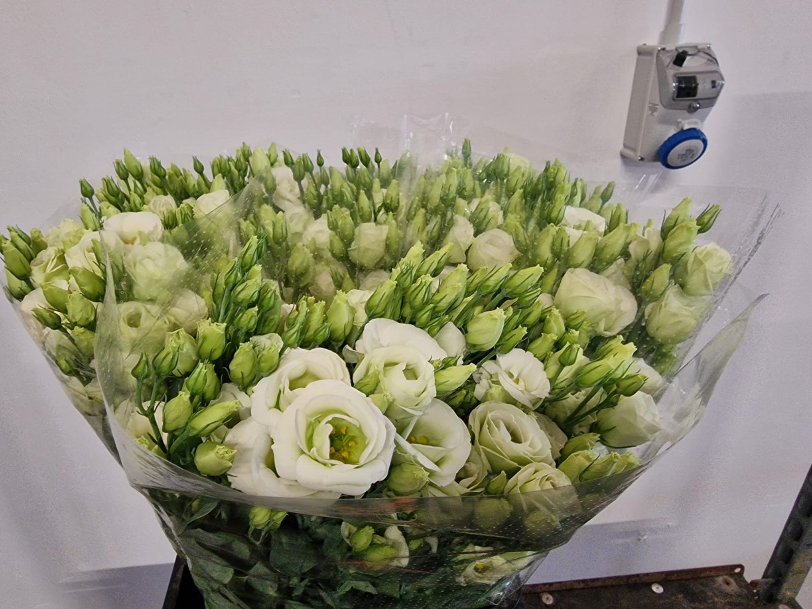 Eustoma double rosita light green