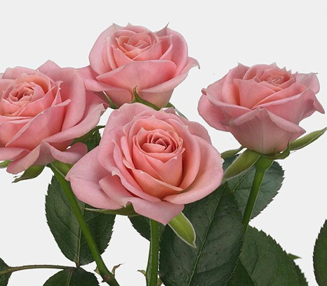 Роза куст пинк черлидерс