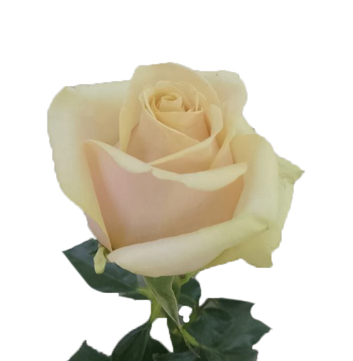 Роза однг свит момент в Москве