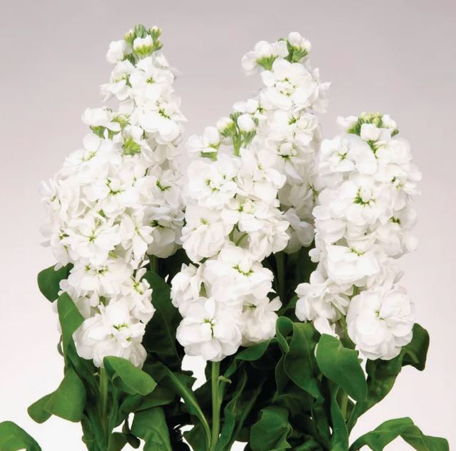 Matthiola impala white