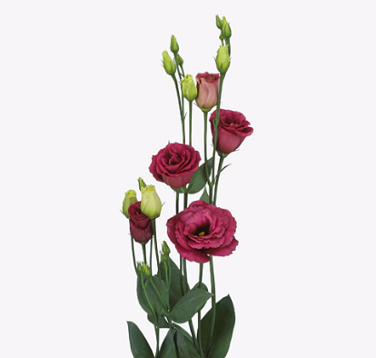 Eustoma double red wine