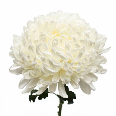 Chrysanthemum single grand white