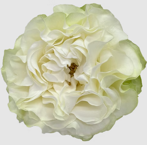 Листья Эвкалипт цинерея короткая