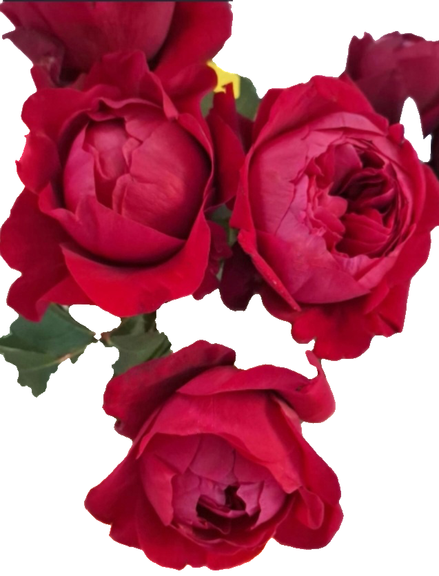 Rose peony red