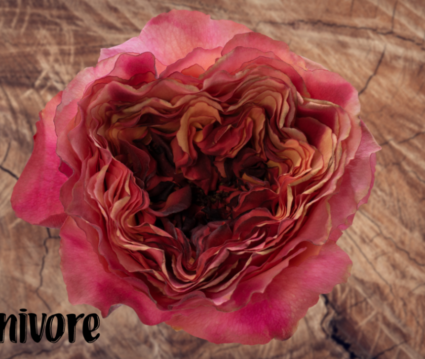 Роза однг кернивор