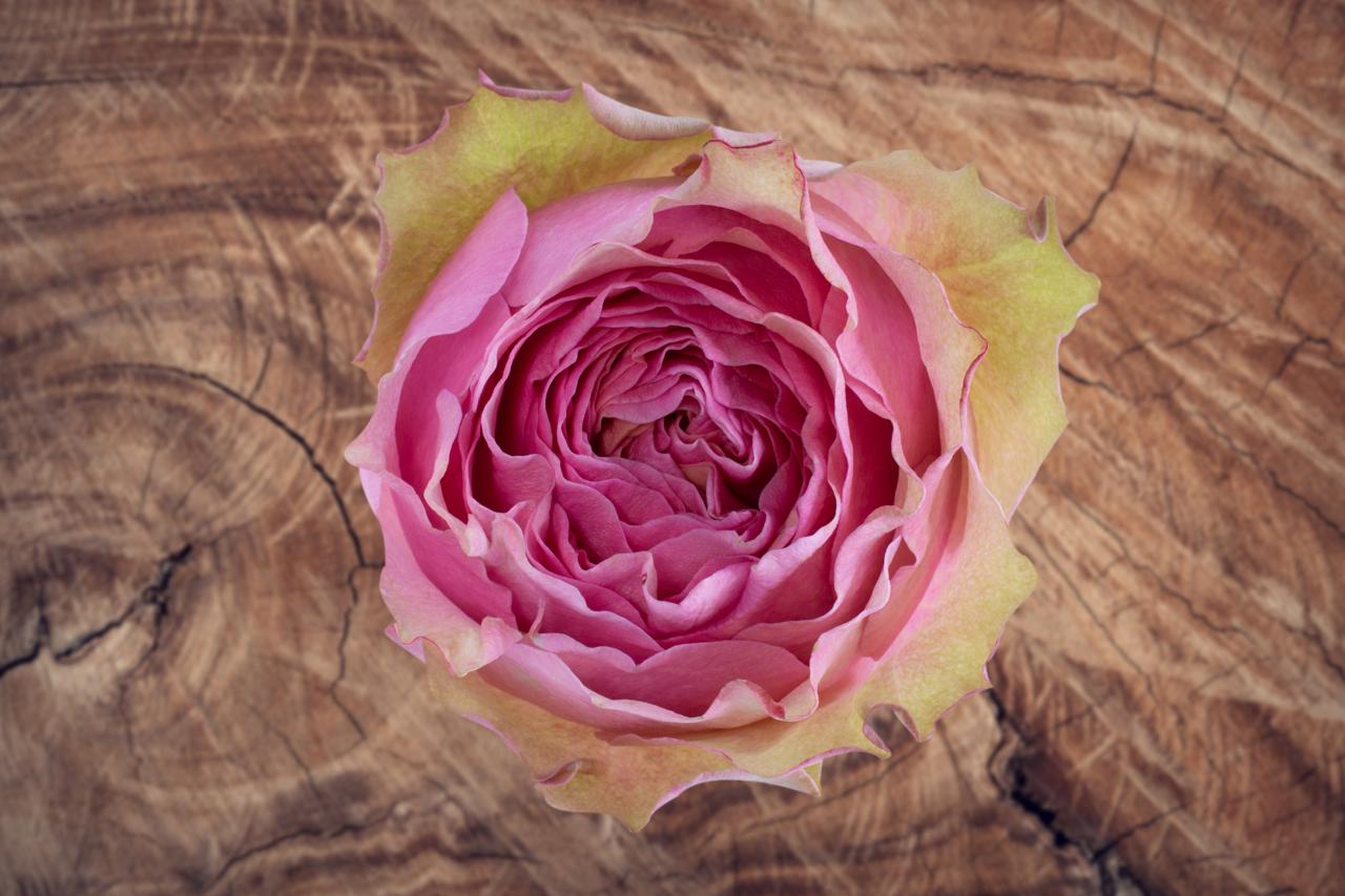 Роза однг виктория парк