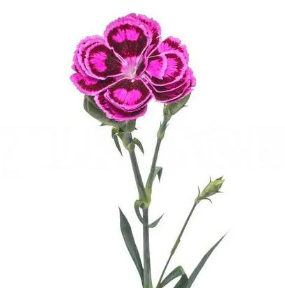 Carnation spray purple butterfly