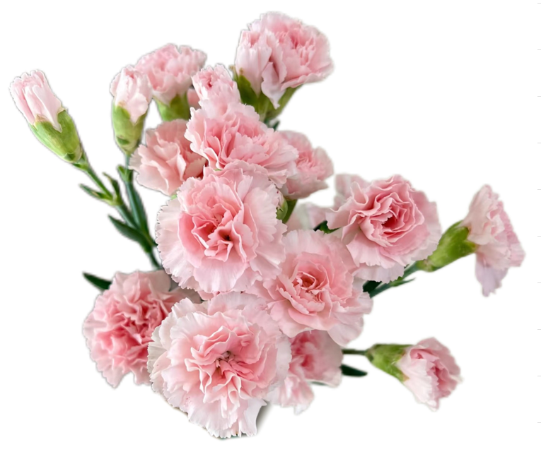 Carnation spray dubardou