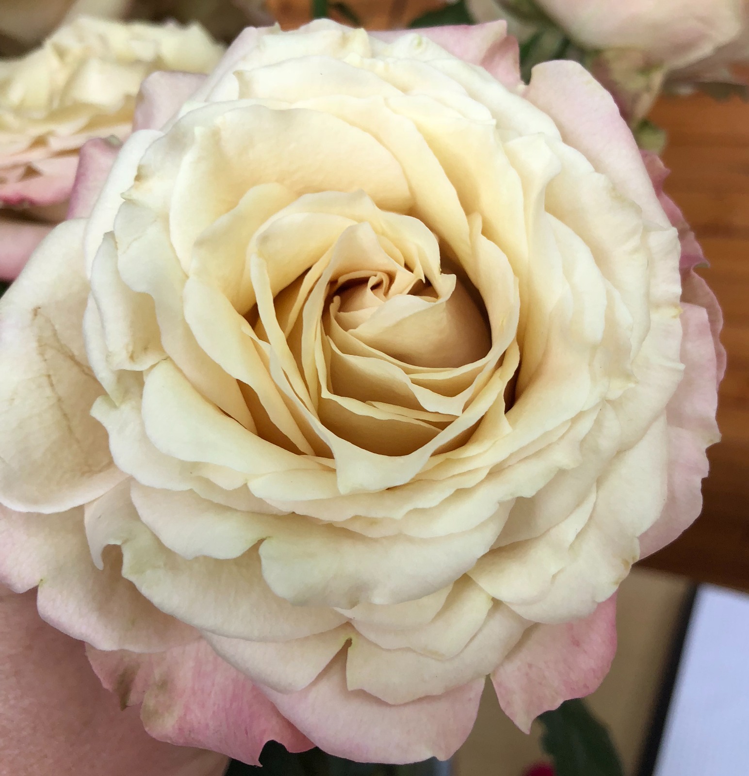 Rose sahara sensation