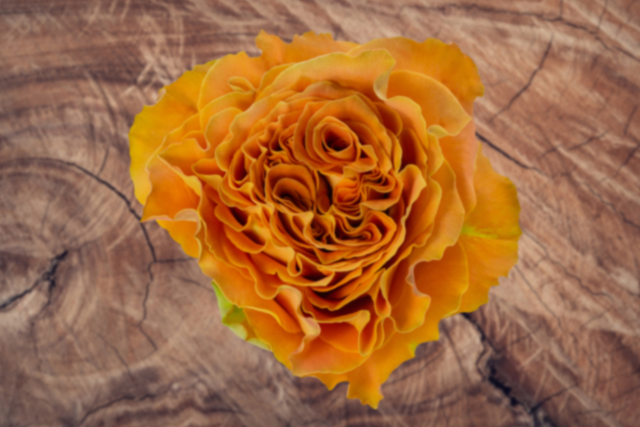 Роза однг ваканда