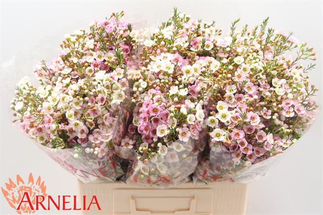 Хамелациум лейлани в Новосибирске